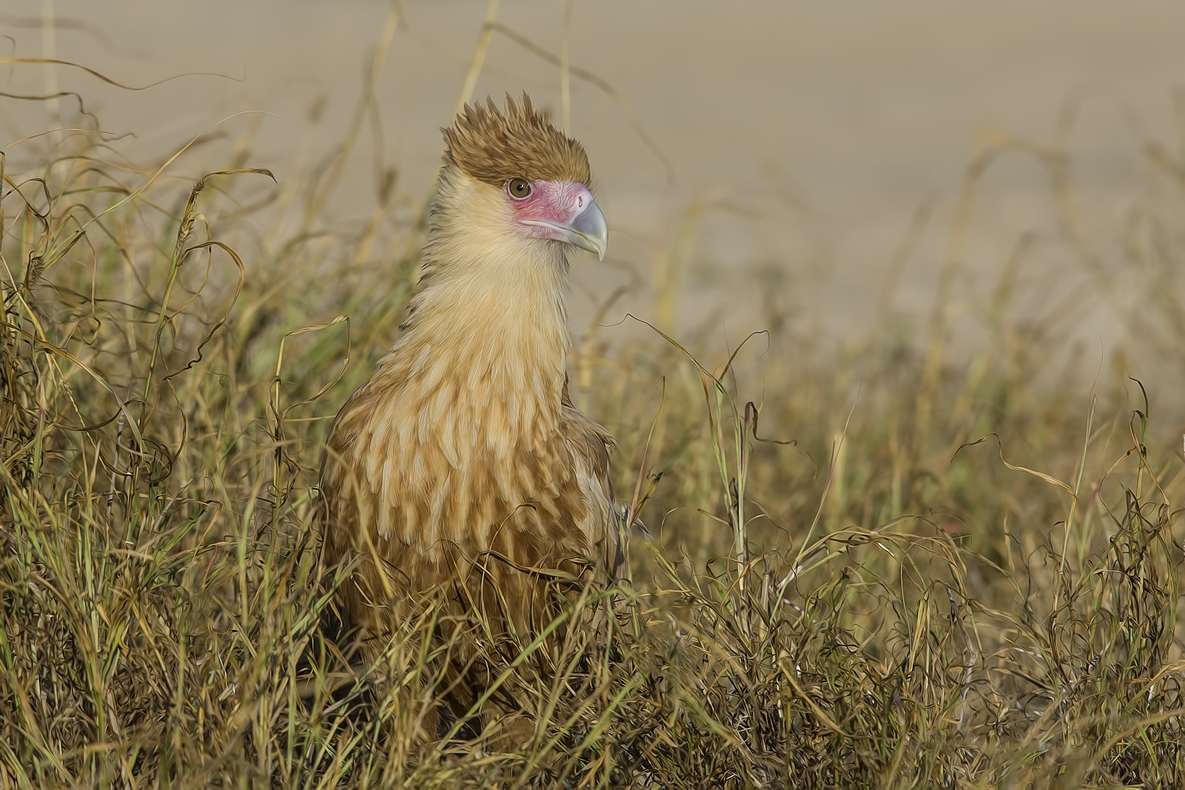 Crested Caracara, Ramirez Ranch near Roma, Texas