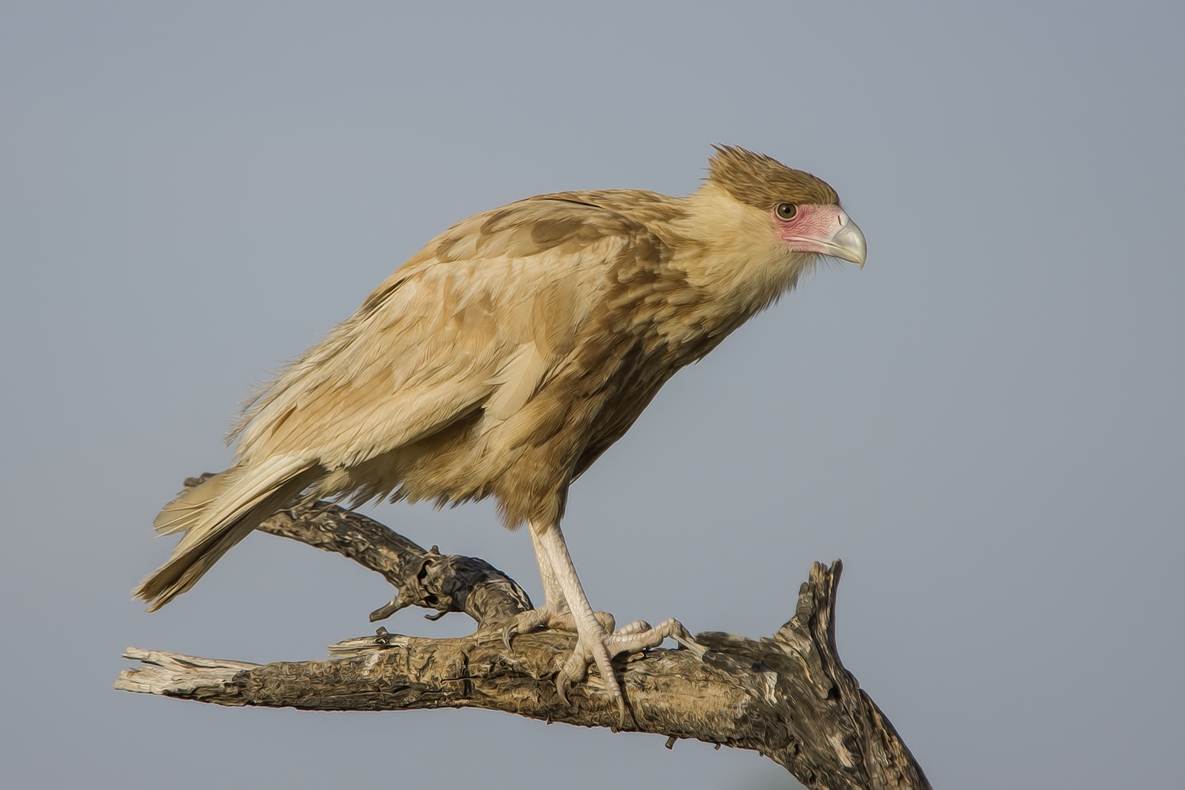 Crested Caracara, Ramirez Ranch near Roma, Texas