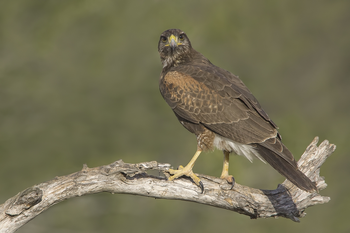 Harris's Hawk, Ramirez Ranch near Roma, Texas
