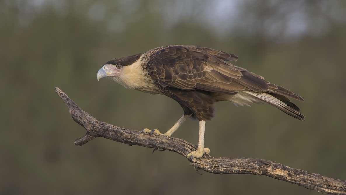 Crested Caracara, Ramirez Ranch near Roma, Texas