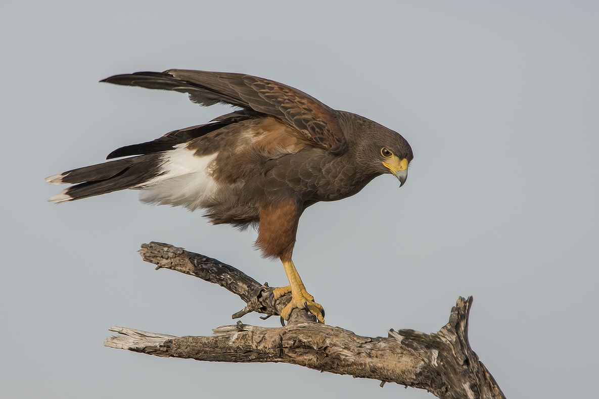 Harris's Hawk, Ramirez Ranch near Roma, Texas