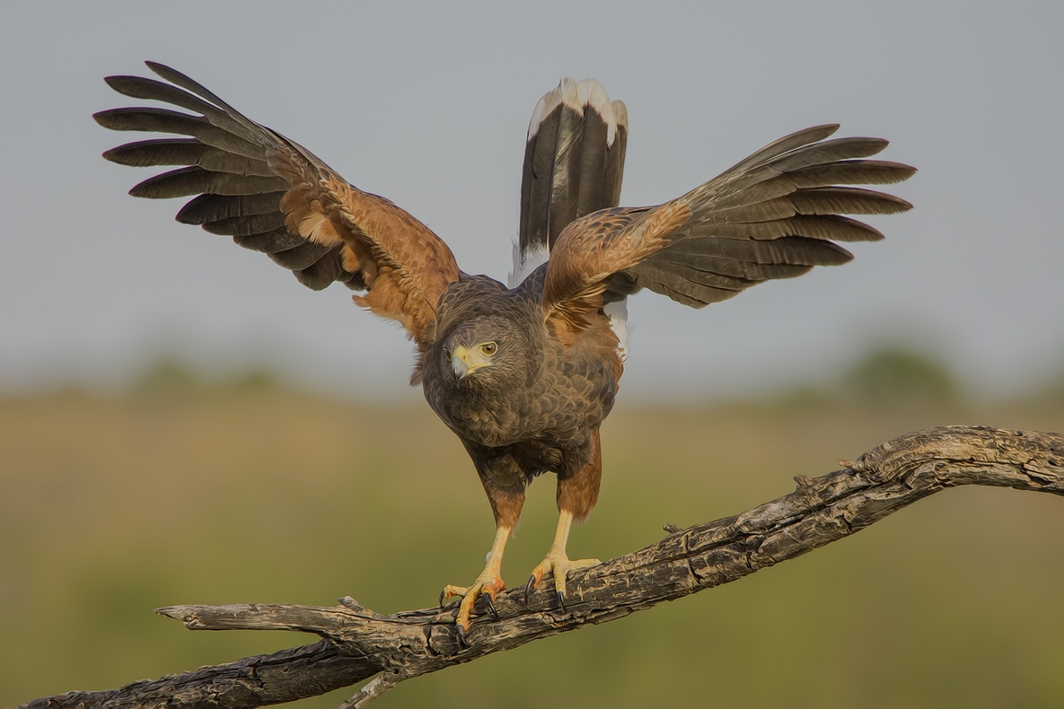 Harris's Hawk, Ramirez Ranch near Roma, Texas