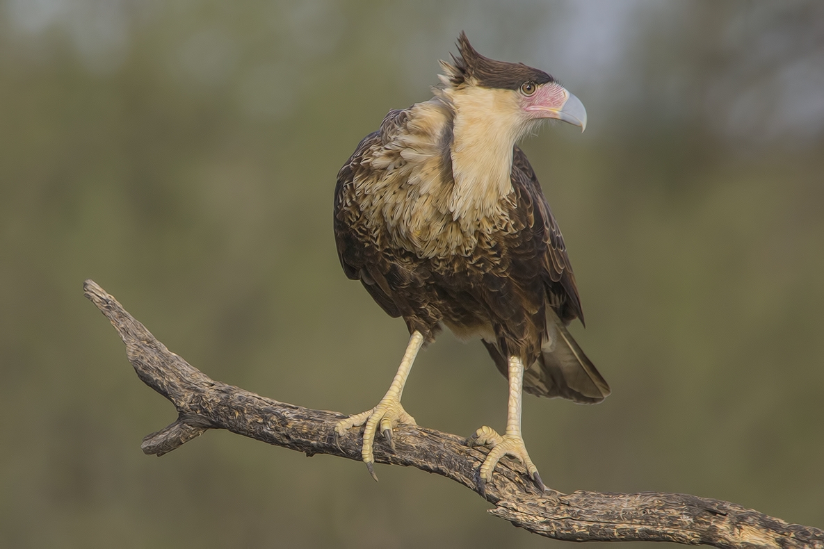 Crested Caracara, Ramirez Ranch near Roma, Texas