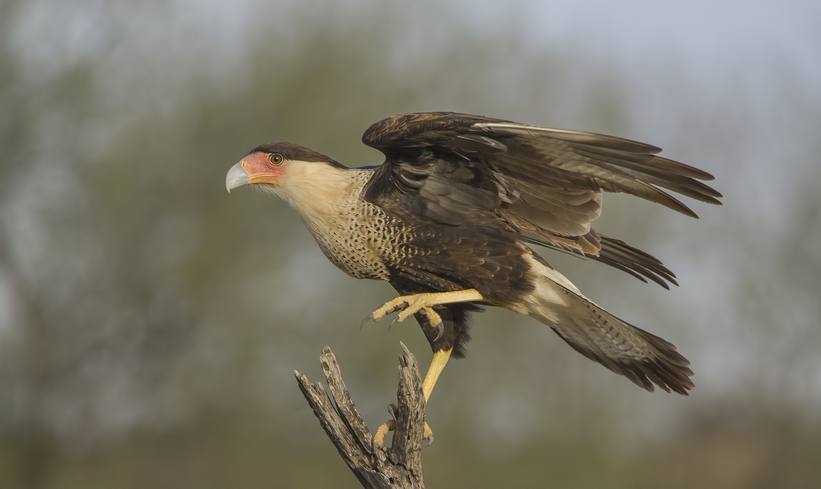 Crested Caracara, Ramirez Ranch near Roma, Texas