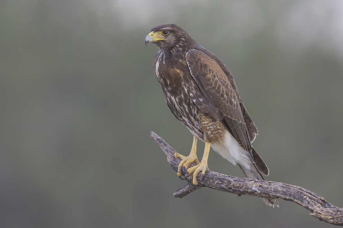 Harris's Hawk (Juvenile), Ramirez Ranch near Roma, Texas