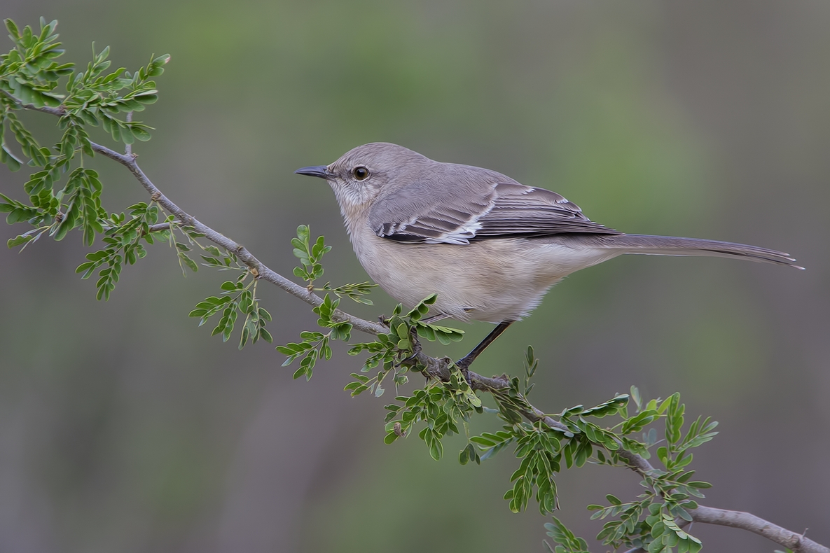 Northern Mockingbird, Ramirez Ranch near Roma, Texas