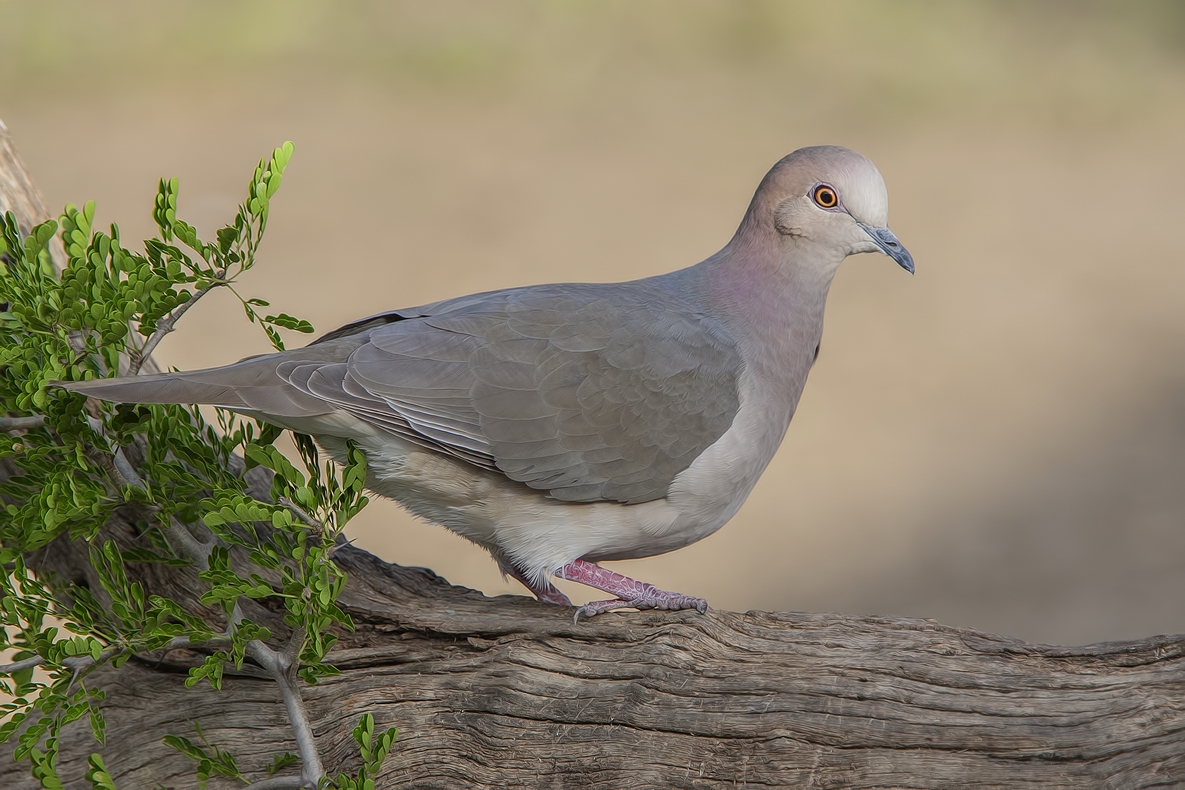 White-Tipped Dove, Ramirez Ranch near Roma, Texas