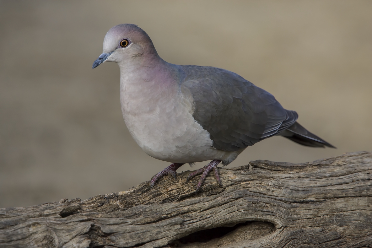 White-Tipped Dove, Ramirez Ranch near Roma, Texas