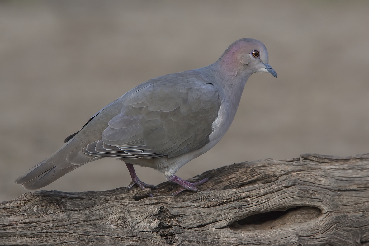White-Tipped Dove, Ramirez Ranch near Roma, Texas