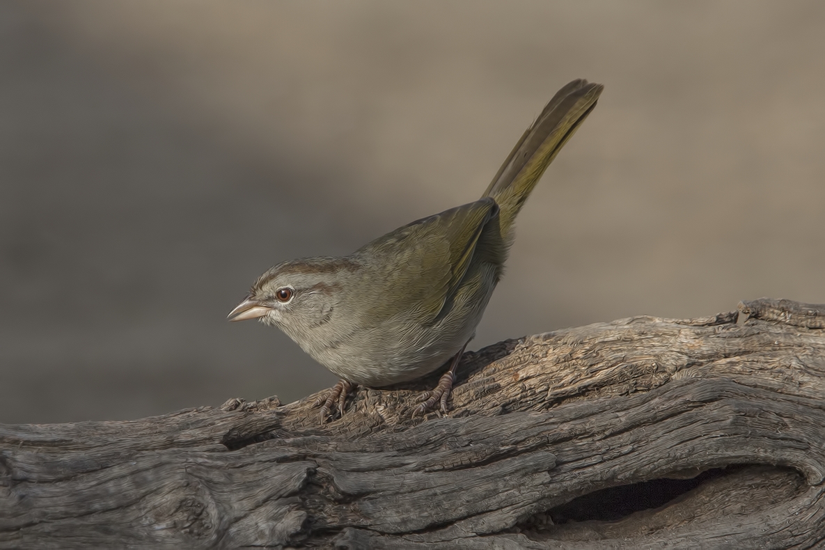 Olive Sparrow, Ramirez Ranch near Roma, Texas