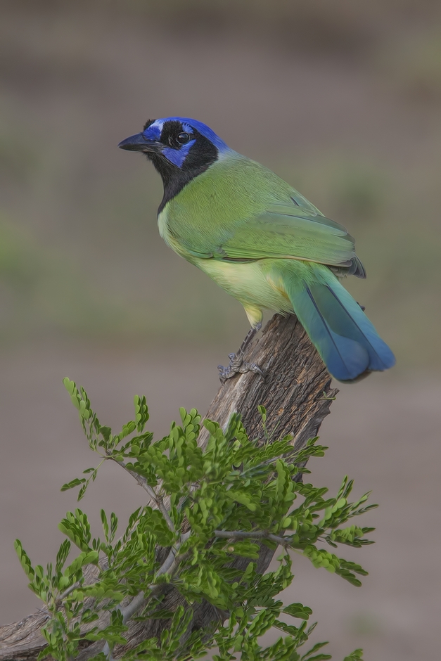 Green Jay, Ramirez Ranch near Roma, Texas