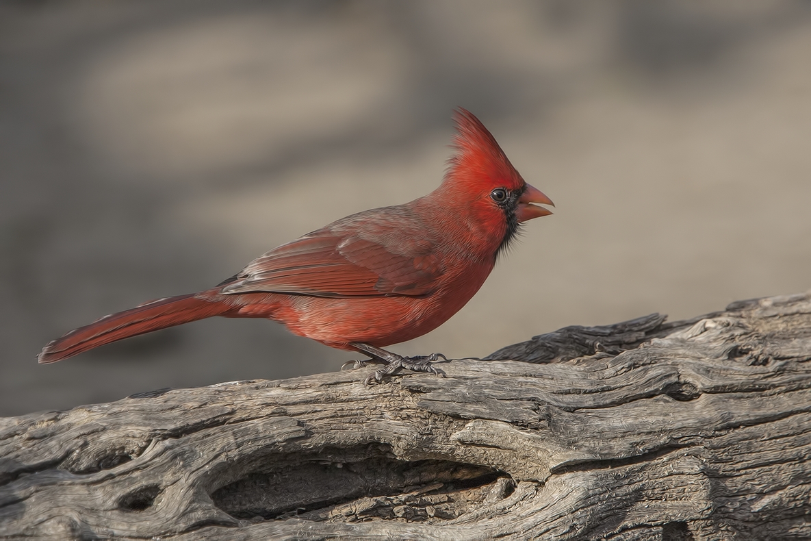 Northern Cardinal (Male), Ramirez Ranch near Roma, Texas
