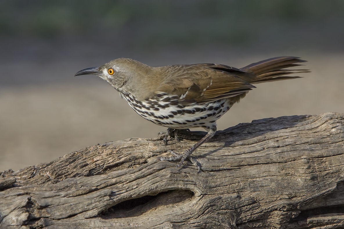 Curve-Billed Thrasher, Ramirez Ranch near Roma, Texas
