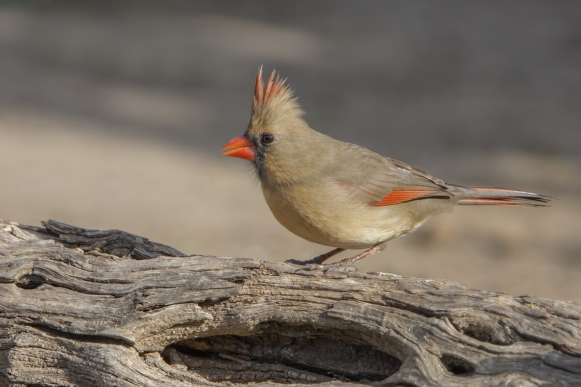 Northern Cardinal (Female), Ramirez Ranch near Roma, Texas