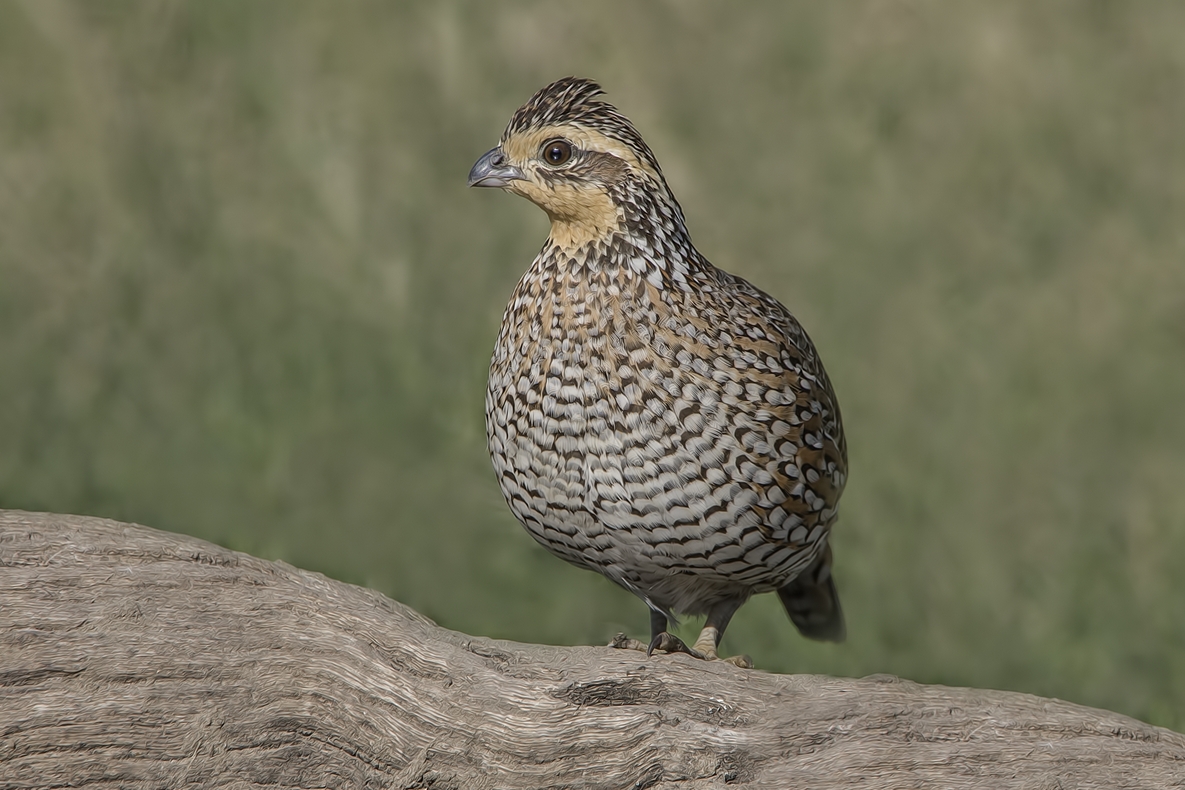 Northern Bobwhite, Ramirez Ranch near Roma, Texas