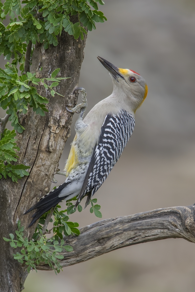 Golden-Fronted Woodpecker, Ramirez Ranch near Roma, Texas