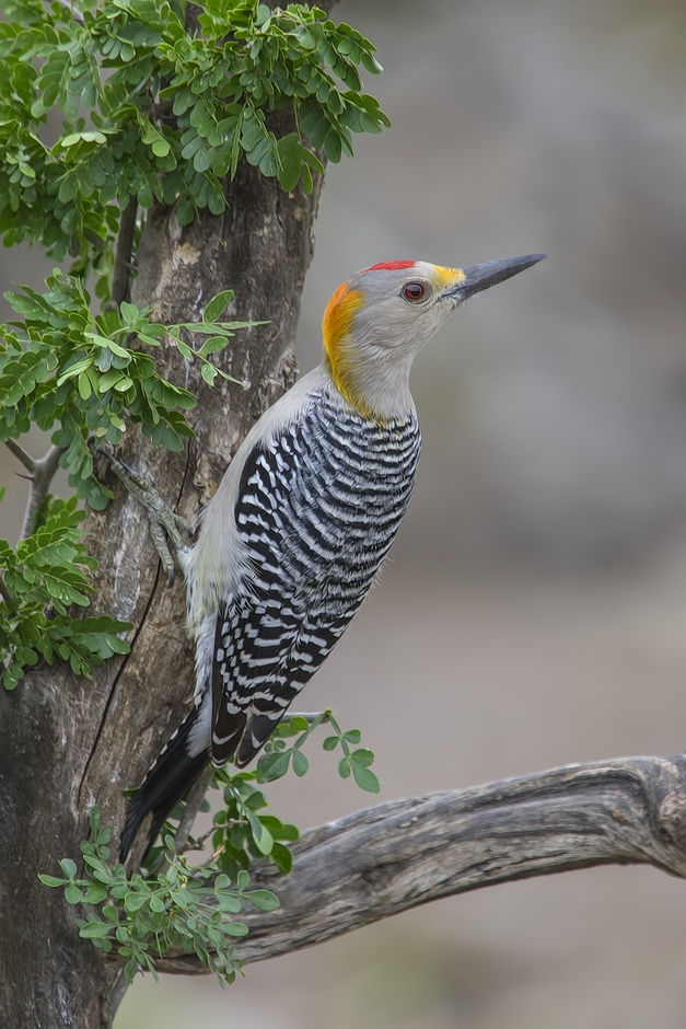 Golden-Fronted Woodpecker, Ramirez Ranch near Roma, Texas