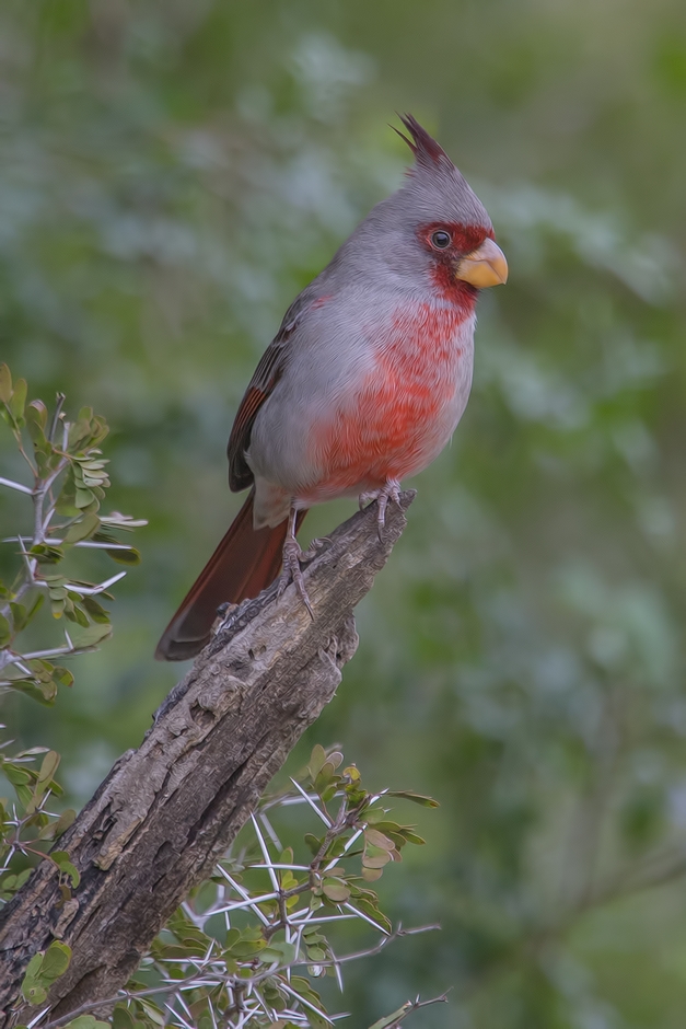 Pyrrhuloxia (Male), Ramirez Ranch near Roma, Texas